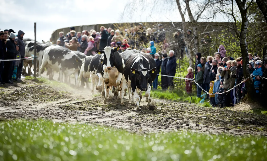 Køer på græs (Foto: Søren Gammelmark)